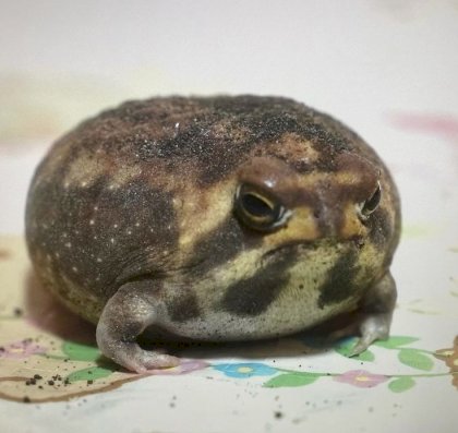 frög.jpeg