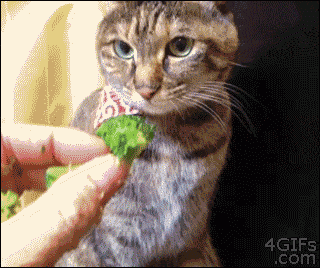 1454046592001.gif