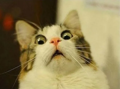 scared-cat-meme-template-full-400dbb6d.webp
