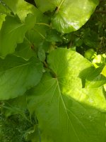 20200904_130027.jpg