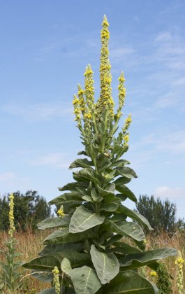 Mullein-768x1215.jpg