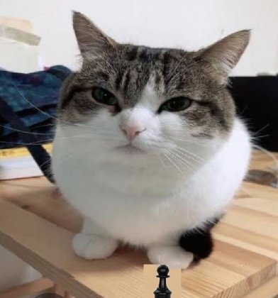 can-anyone-help-me-find-where-this-cat-comes-from-i-know-v0-t60ahc11a4y81.jpg
