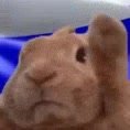 shni-shna-shnapi-rabbit.mp4