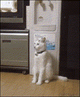 t_e2e394f46141c8278ec7733c42951e3c98a14398edd260edace0a5ca84b76957.gif