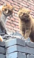 m2-res_1208p.mp4