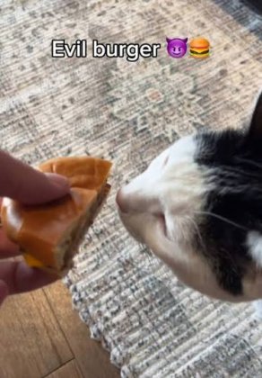 images (42).jpeg