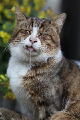 i-think-my-cat-might-be-retarded-v0-DGo5c5eKs-O_sLznx_1zrvdR7eg_BhDar3xr6Z7VFlw.jpg