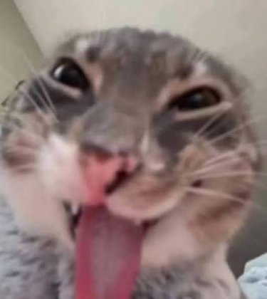 images (34).jpeg