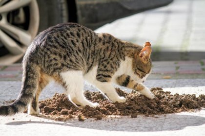 cat-shit-nature-stray-soil-108584950.jpg