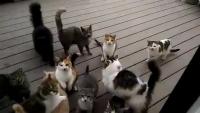 m2-res_360p.mp4