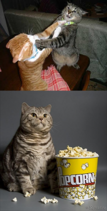 Cat-watching-other-cats-fight-meme-6.jpg