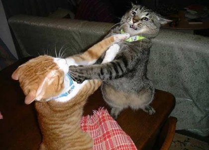 Two-cats-fighting-for-real-meme-30cls.jpg