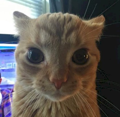 sneeter is watching.jpg