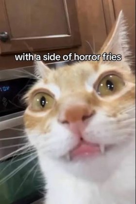 images (38).jpeg