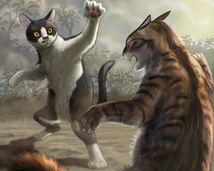 HD-wallpaper-cat-fight-silly-kitty-mad-adorable-cat-angry-animal-cute-fight-funny-kitten.jpg
