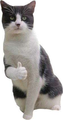 kot thumb.jpg