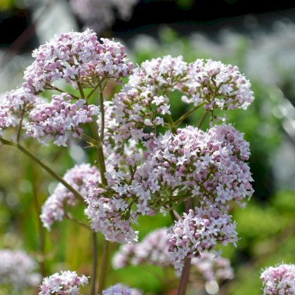 valerian__36465.1366966016.1280.1280.jpg