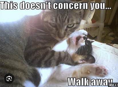 can-someone-help-me-find-this-cat-meme-that-was-popular-on-v0-ss7jybkxs5qf1.png