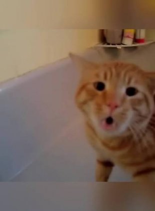 images (44).jpeg