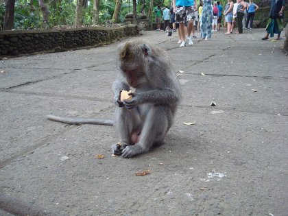 Pensive_Monkey.jpg