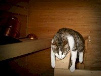 sauna kot.jpg