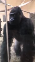 gorilla slide almost skating.mp4