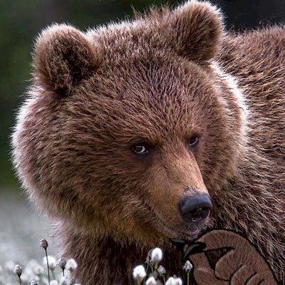 bear shitpost.jpg