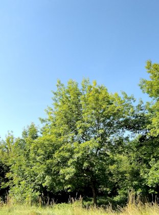 IMG_20230716_083831.jpg