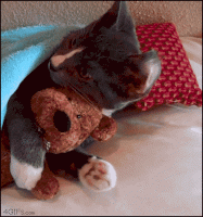 1454048061001.gif