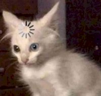 loading cat.jpg