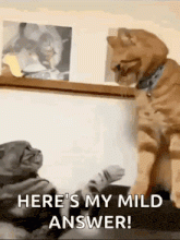 fighting-cat-cat-meme.gif