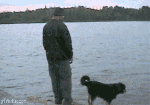 Hund fällt nicht ins wasser.gif