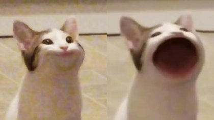 images (12).jpeg