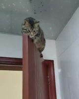 kot_jumpsleep.mp4