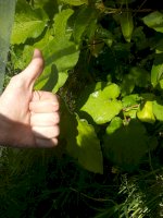 20200904_130021.jpg