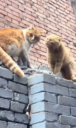 stopping-a-cat-fight-v0-ZGNxbTQwdDRjcTZkMbV8cDeAKVQuiWvp4VqtN9IZehwh4eBBcIF8w5T0OeT2.jpeg
