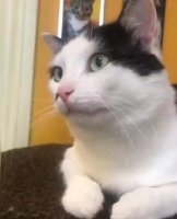 kot_mew.mp4