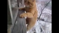 freeman_cat_window.mp4